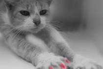 eBay_Copri unghie in silicone per gatti